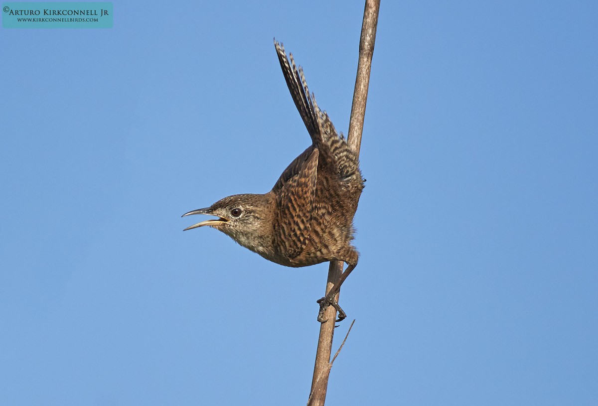 Zapata Wren - ML88595381