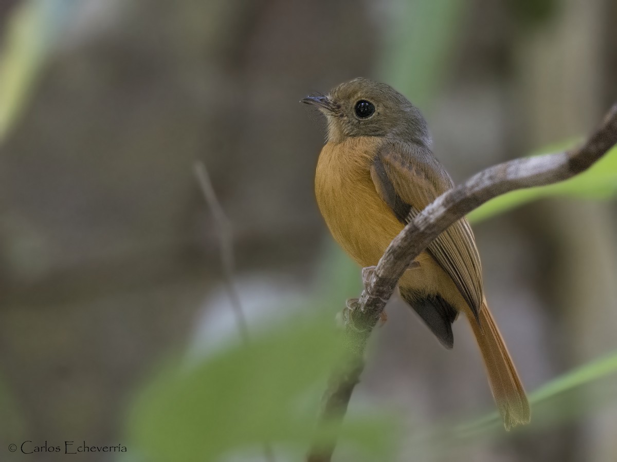 Ruddy-tailed Flycatcher - ML88595941