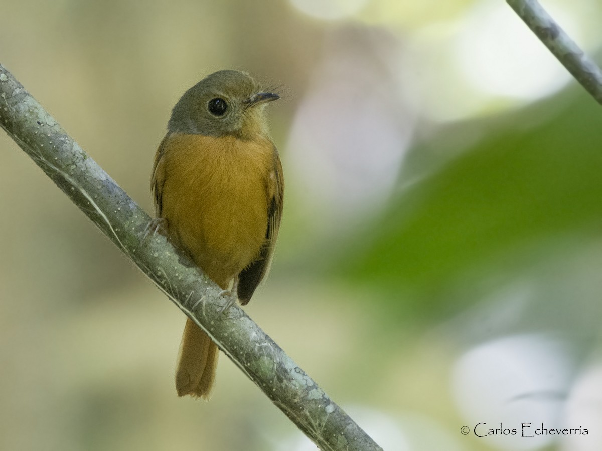 Ruddy-tailed Flycatcher - ML88595971