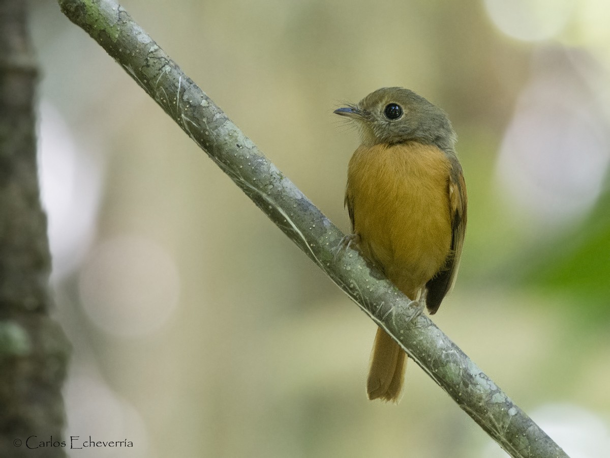 Ruddy-tailed Flycatcher - Carlos Echeverría