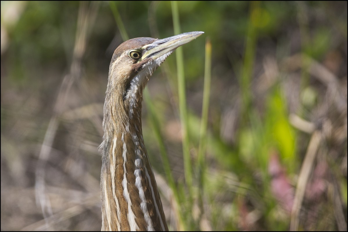 American Bittern - ML88596491