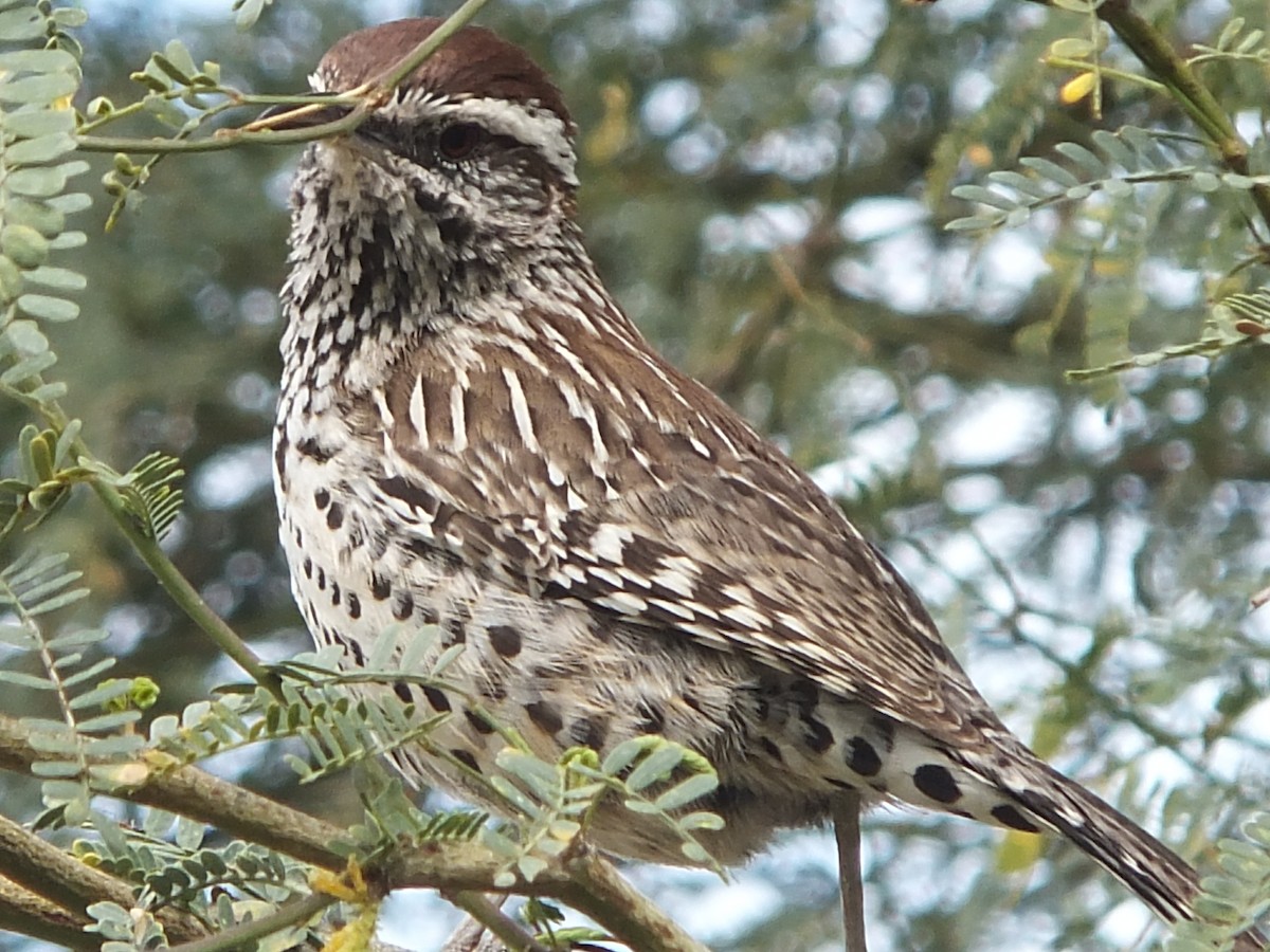 Cactus Wren - ML88597431