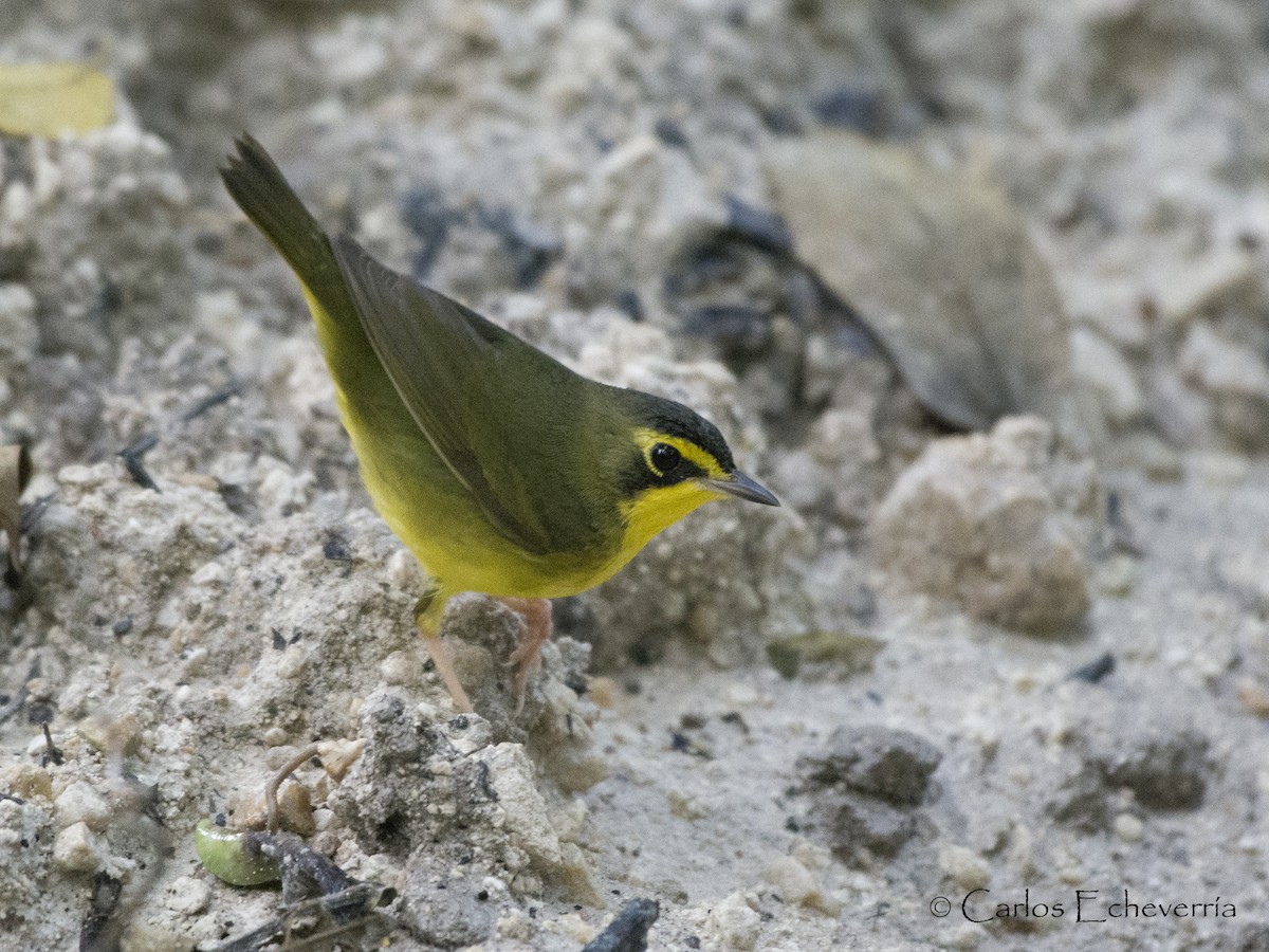 Kentucky Warbler - Carlos Echeverría