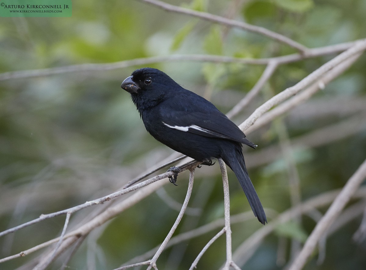 Cuban Bullfinch - Arturo Kirkconnell Jr