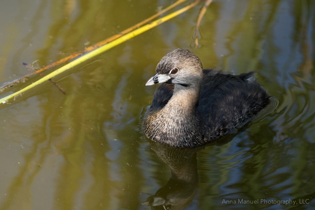 Pied-billed Grebe - ML88598431