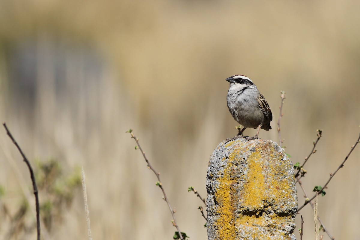 Striped Sparrow - Jonathan Hiley