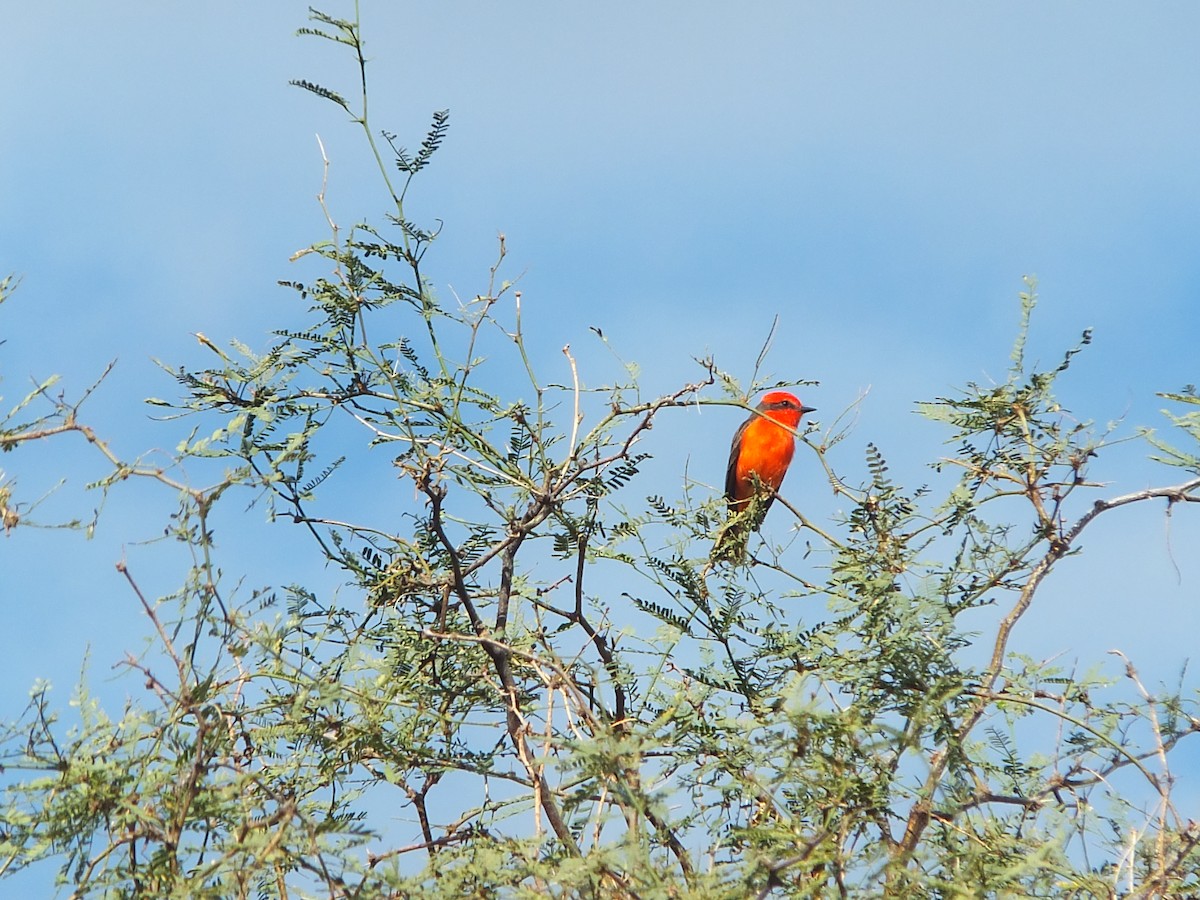 Vermilion Flycatcher - ML88599961