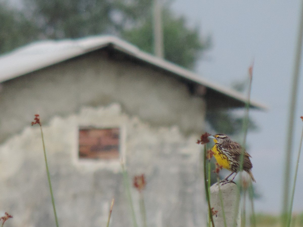 Eastern Meadowlark - ML88600331