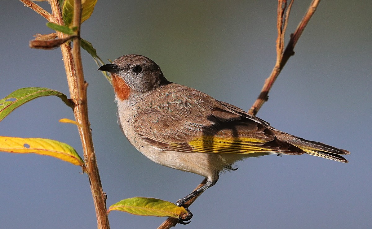 Rufous-throated Honeyeater - ML88600551