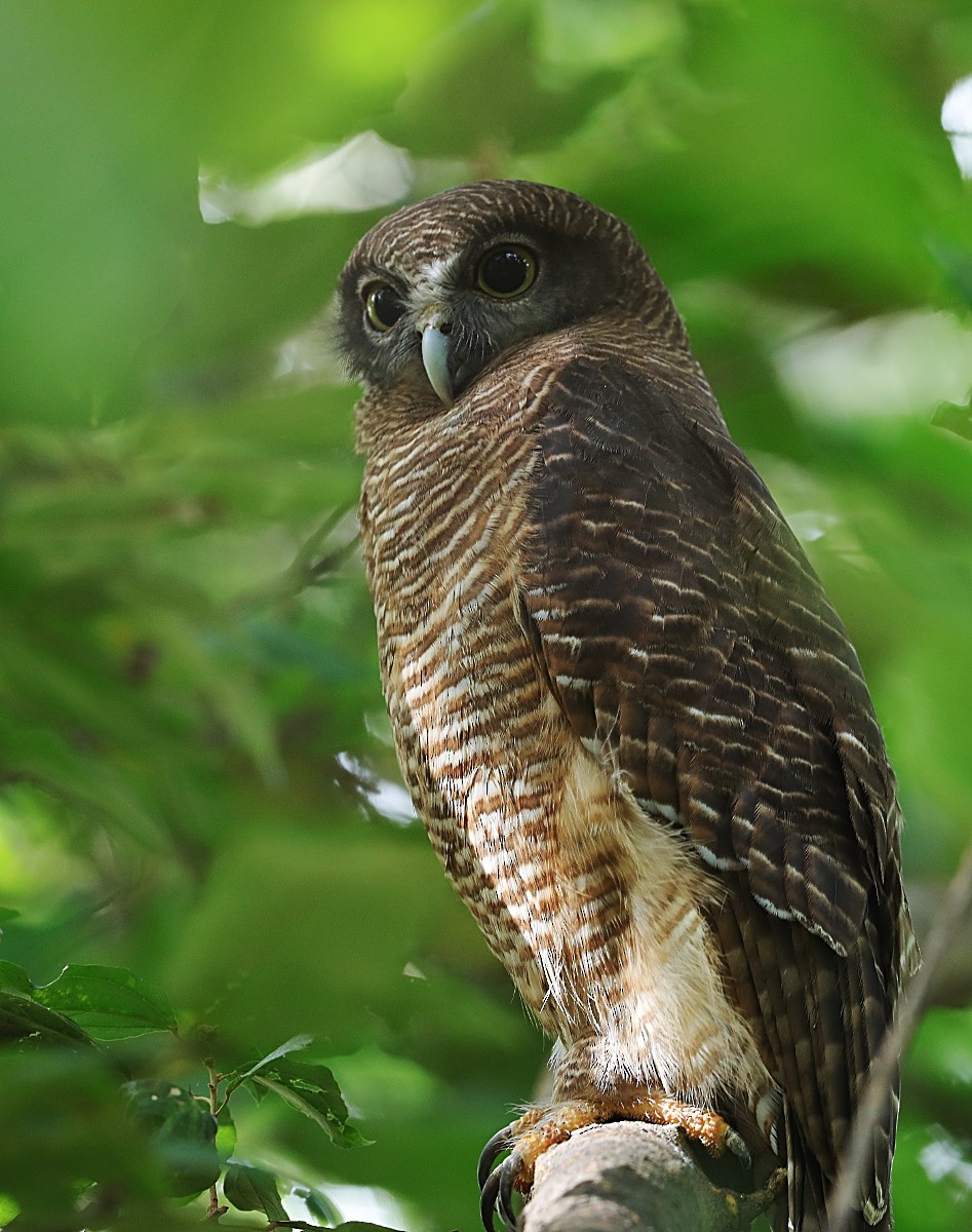 Rufous Owl - ML88600881