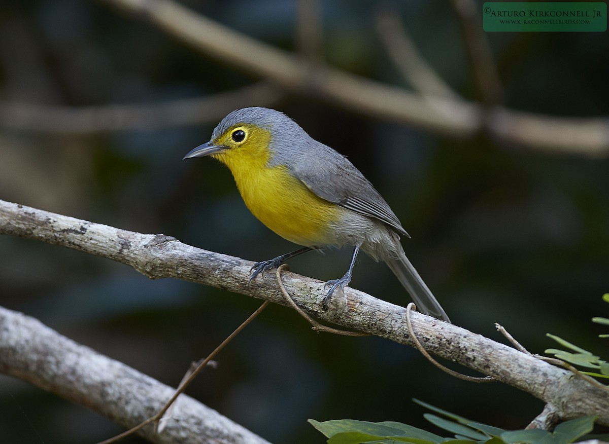 Oriente Warbler - ML88601391