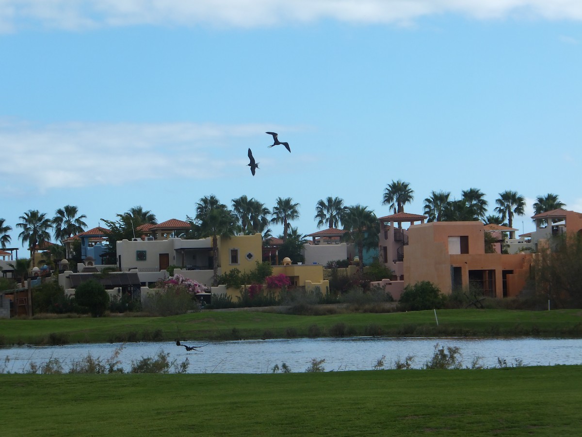 Magnificent Frigatebird - ML88601521