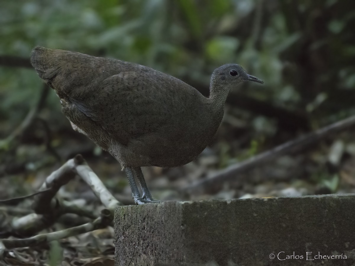 Great Tinamou - ML88603981