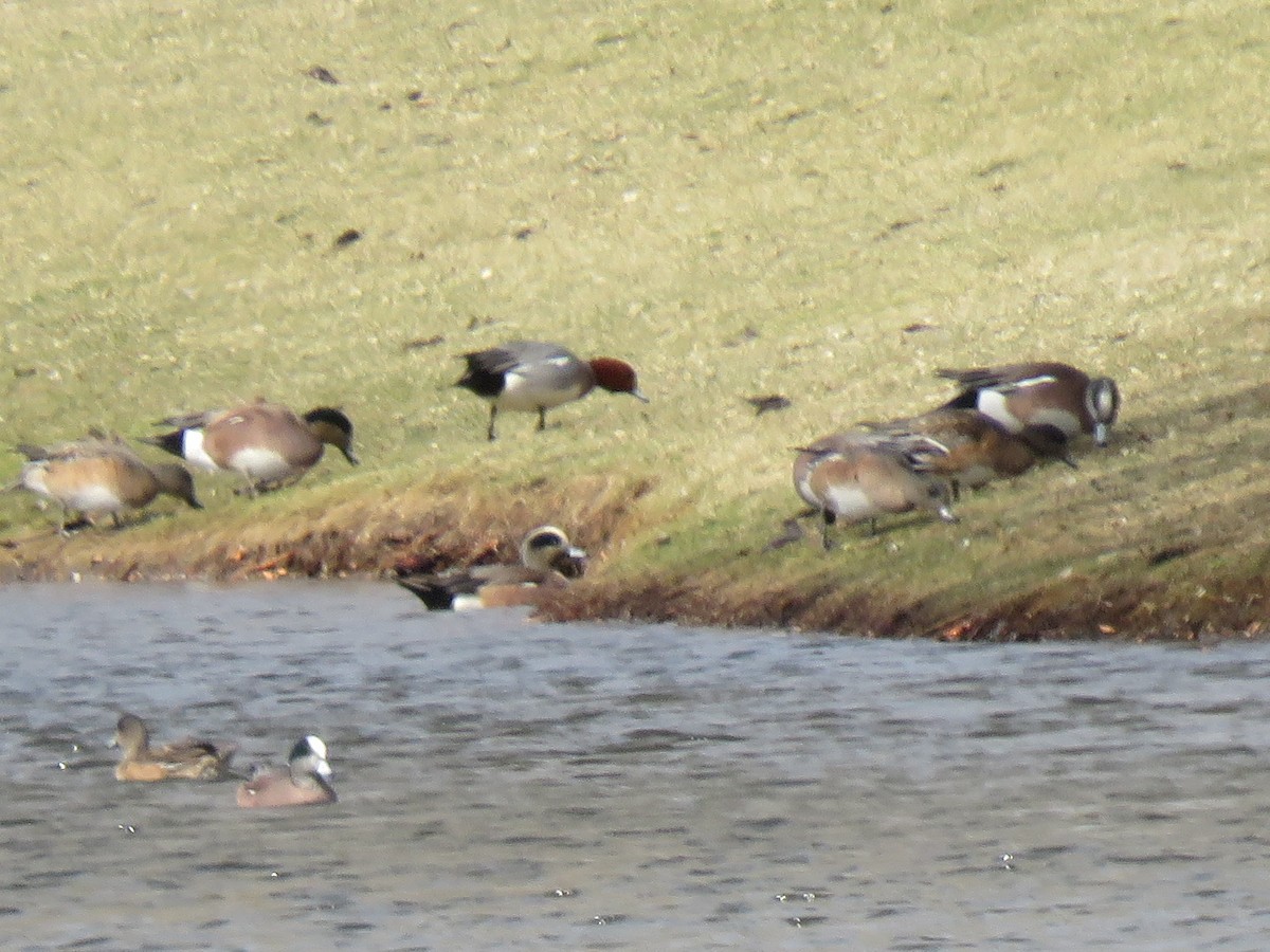 Eurasian Wigeon - ML88605051