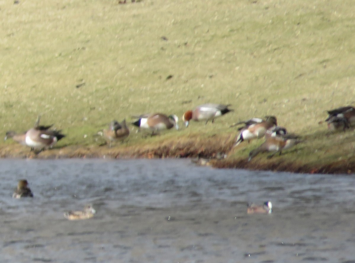 Eurasian Wigeon - ML88605081