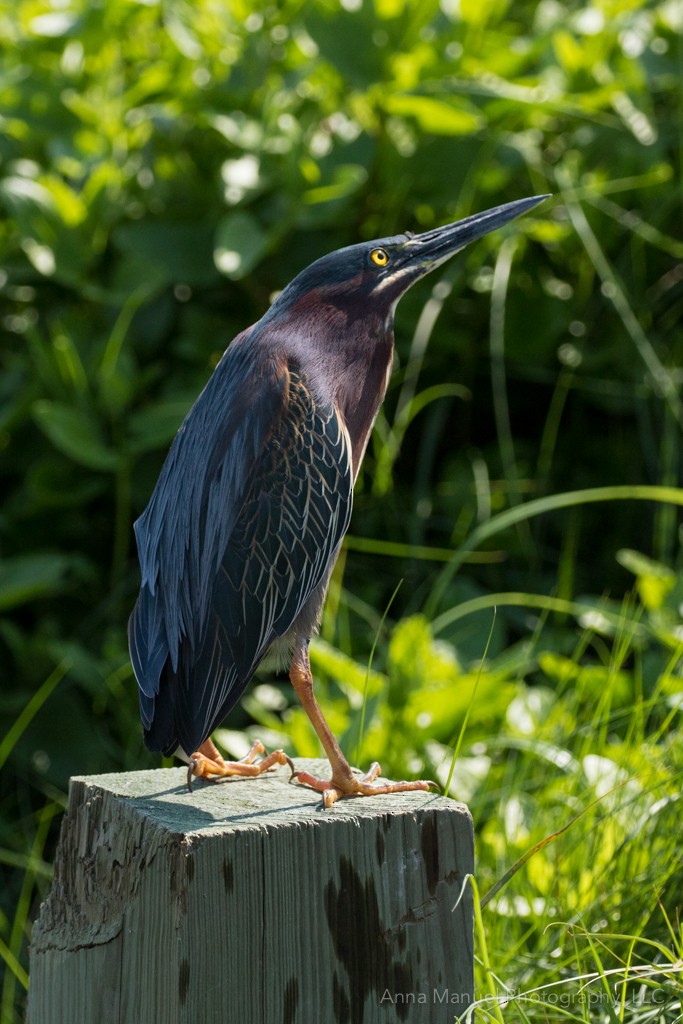 Green Heron - ML88605611