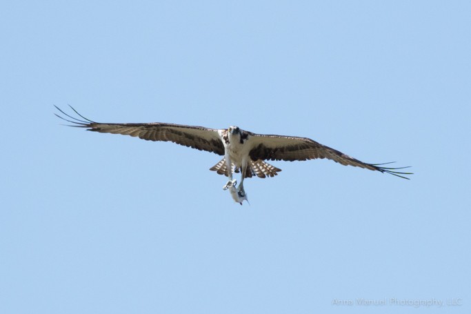 Osprey - ML88605781