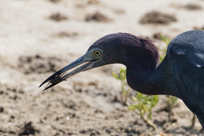 Little Blue Heron - ML88606001