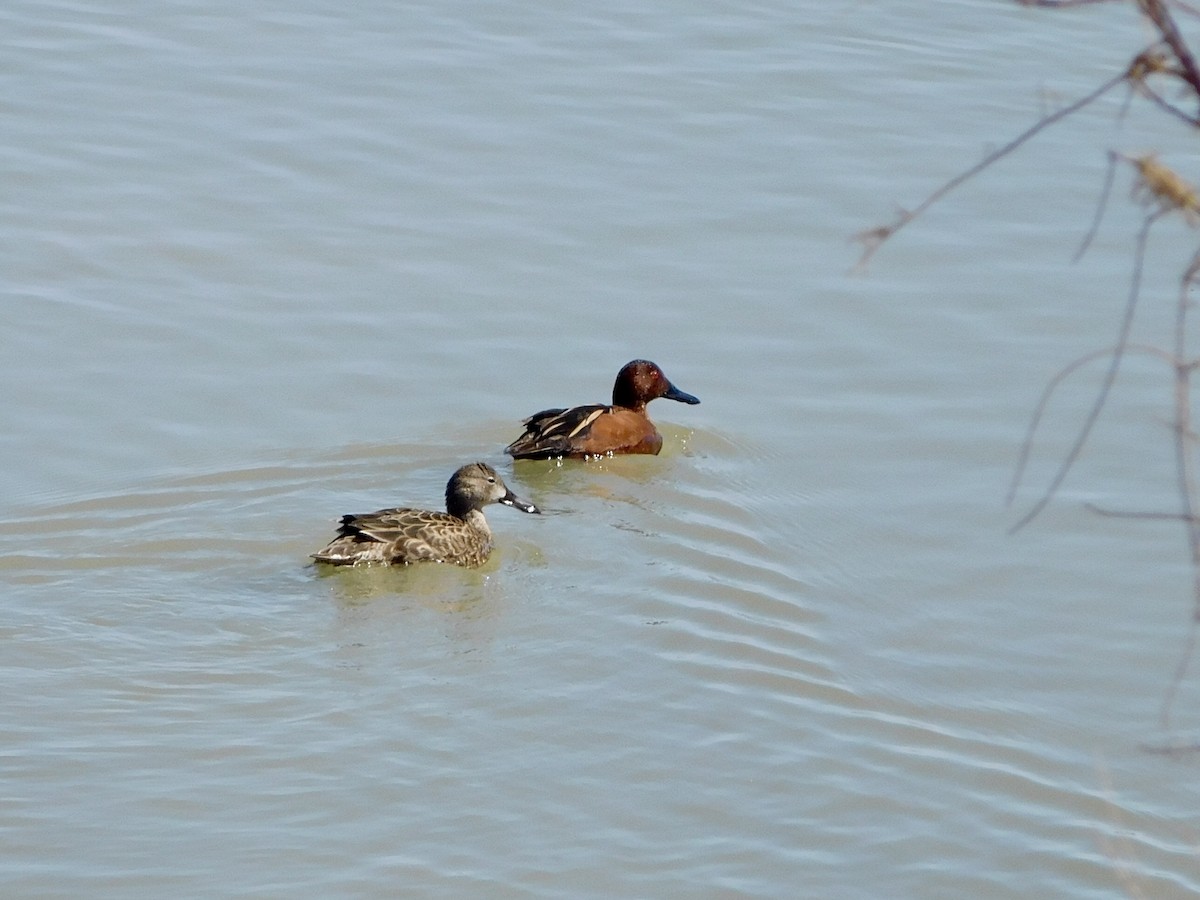 Cinnamon Teal - Bill Schneider