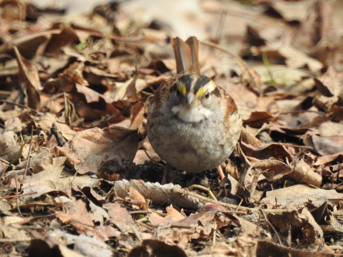 White-throated Sparrow - ML88612251