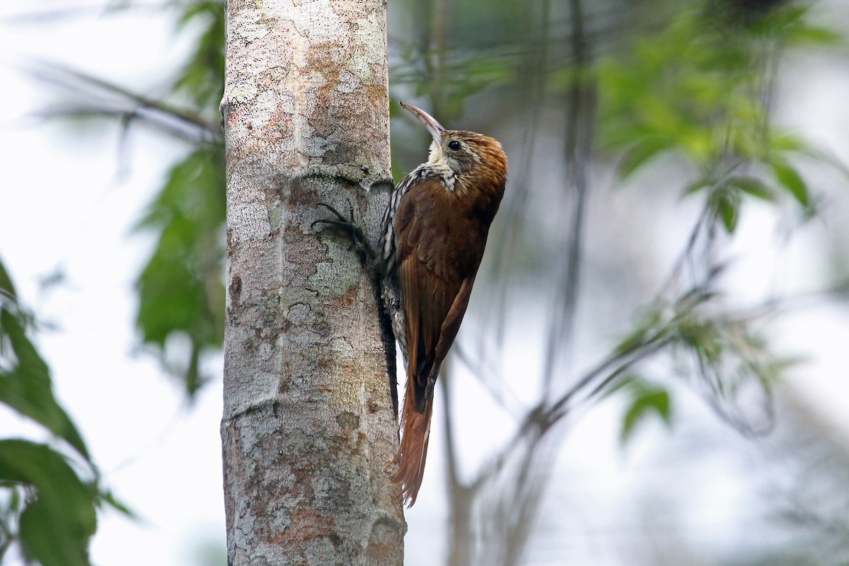 Scaled Woodcreeper - ML88612781