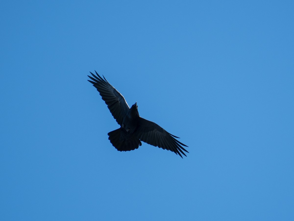 Common Raven - ML88613001