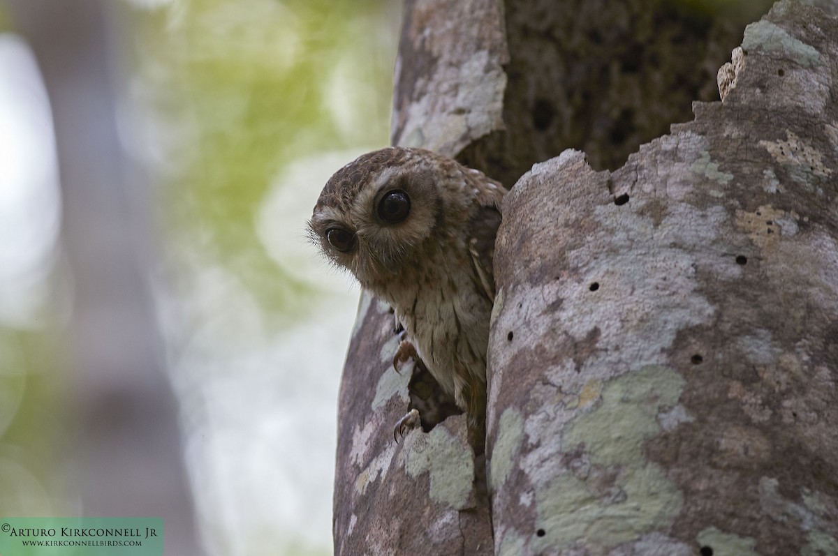 Bare-legged Owl - ML88613461