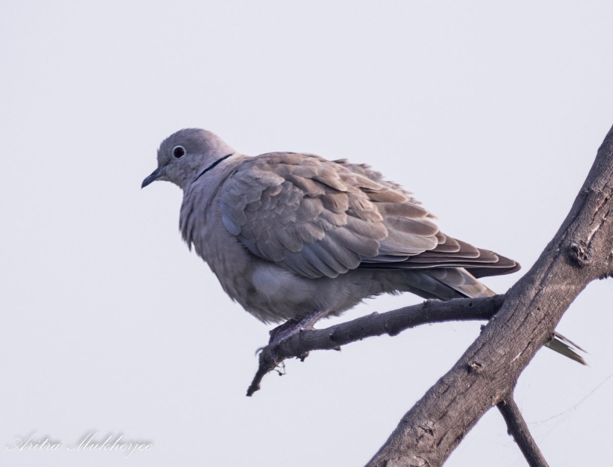 Eurasian Collared-Dove - ML88613551