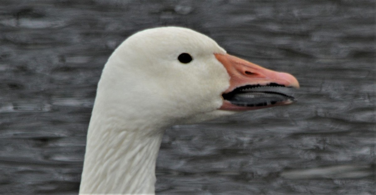 Snow Goose - ML88614081