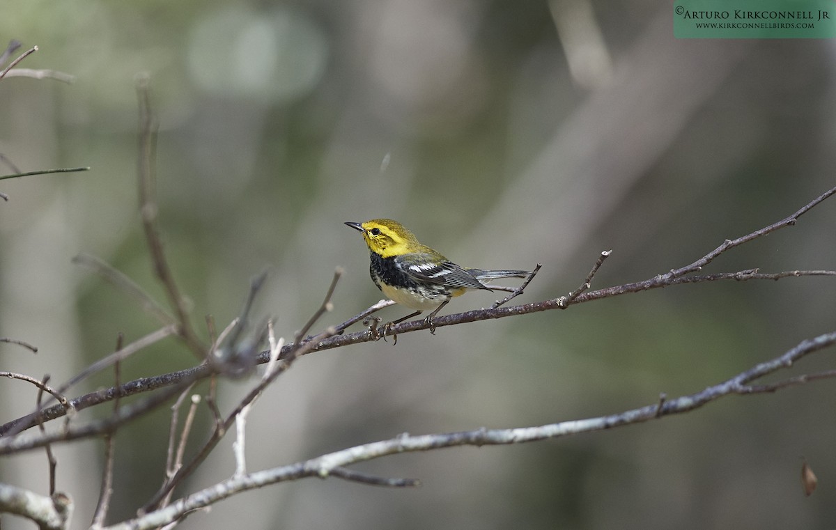 Black-throated Green Warbler - ML88614521