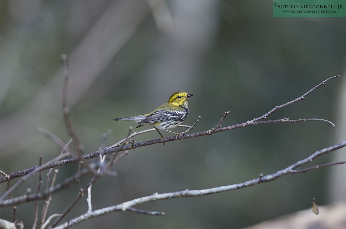 Black-throated Green Warbler - ML88614531