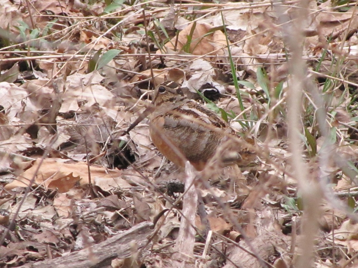 American Woodcock - ML88614541