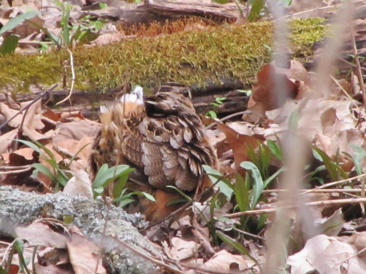 American Woodcock - ML88614561