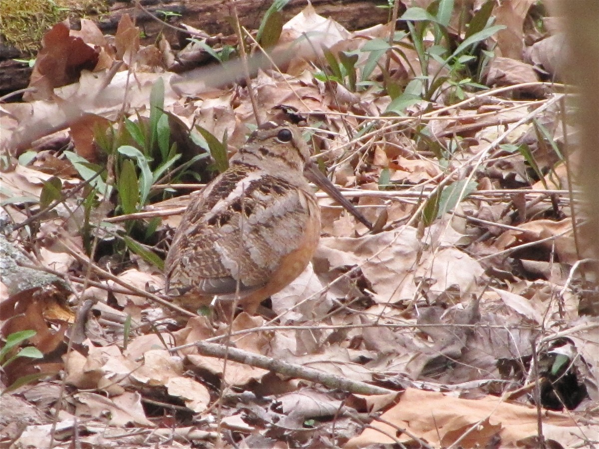 American Woodcock - ML88614581