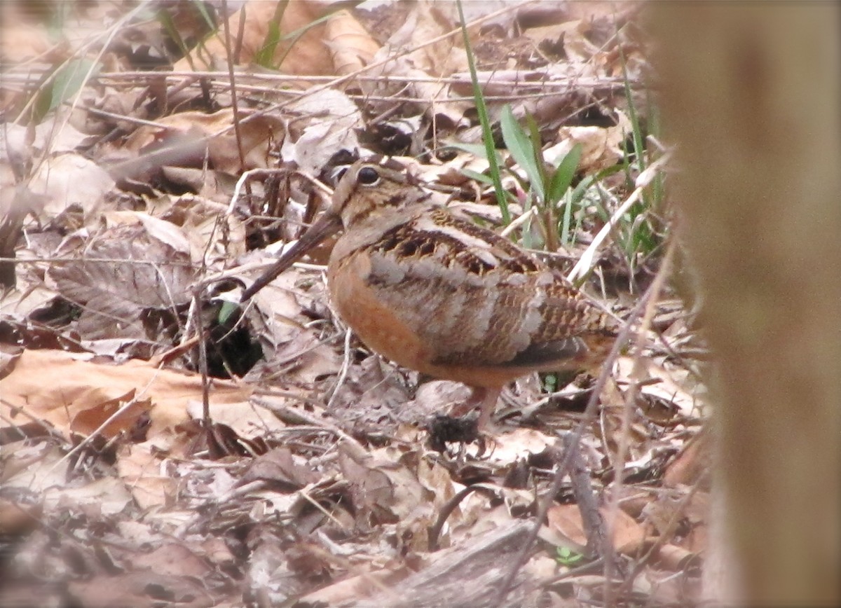 American Woodcock - ML88614621