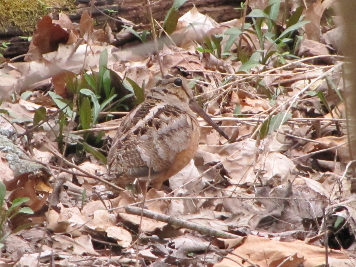 American Woodcock - ML88614651