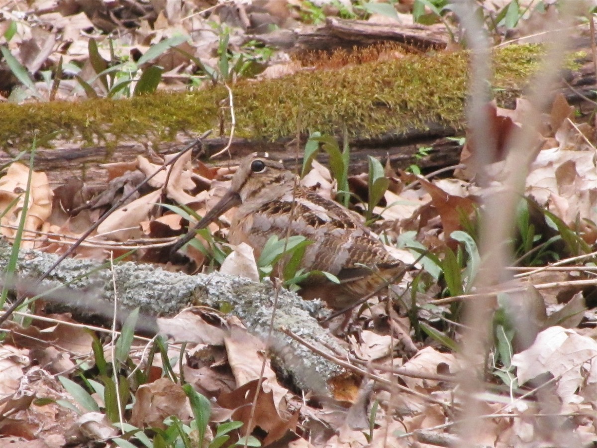 American Woodcock - ML88614661