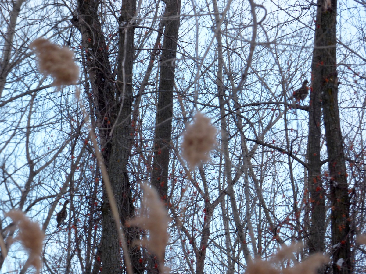 Ruffed Grouse - ML88615121