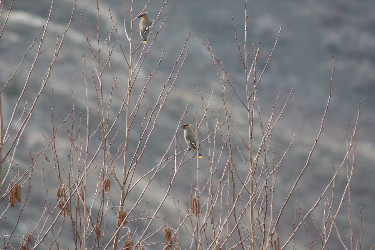 Bohemian Waxwing - ML88615131