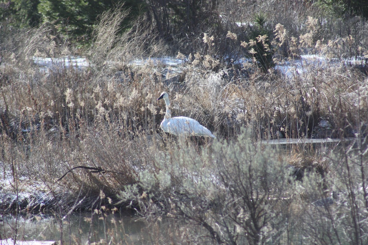 Trumpeter Swan - ML88615371