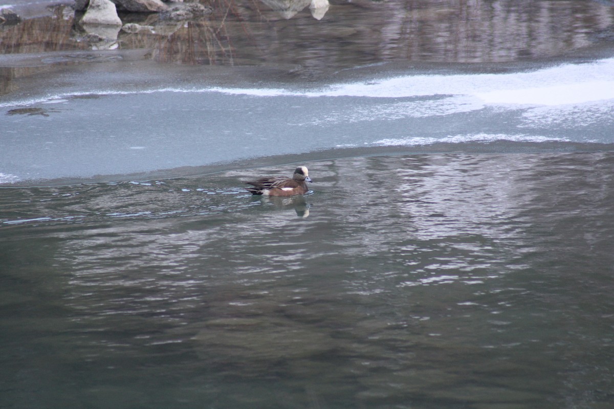 American Wigeon - ML88615491