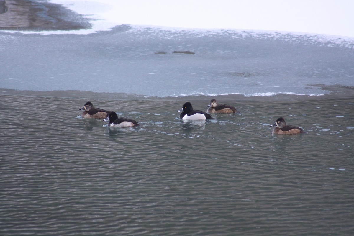 Ring-necked Duck - Odin Scholz