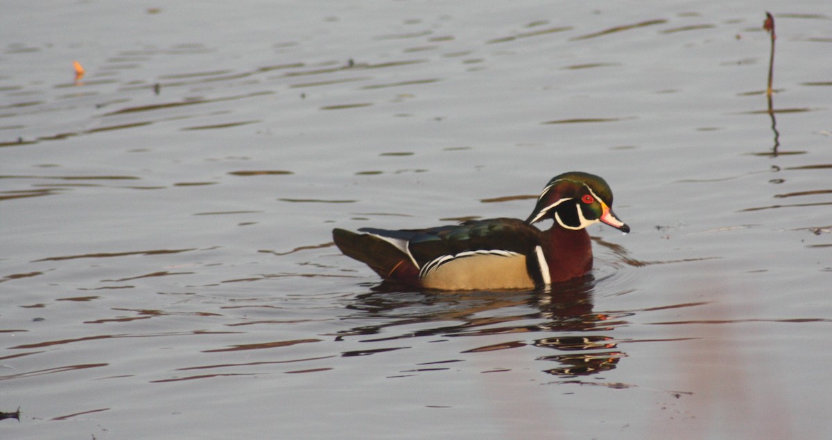 Wood Duck - ML88615821