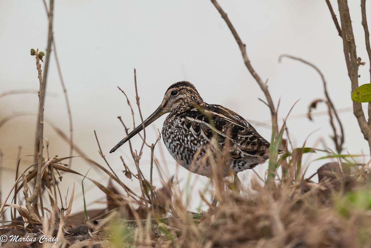 Pantanal Snipe - ML88615891