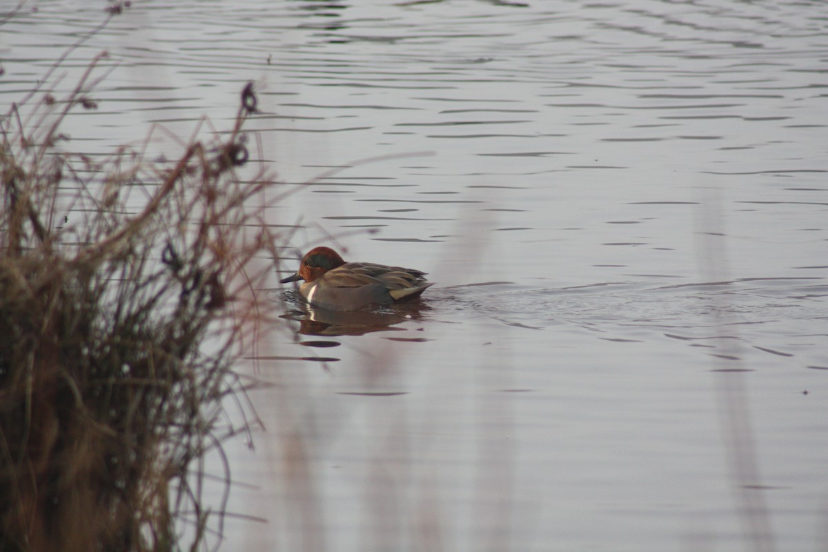 Green-winged Teal - ML88615991