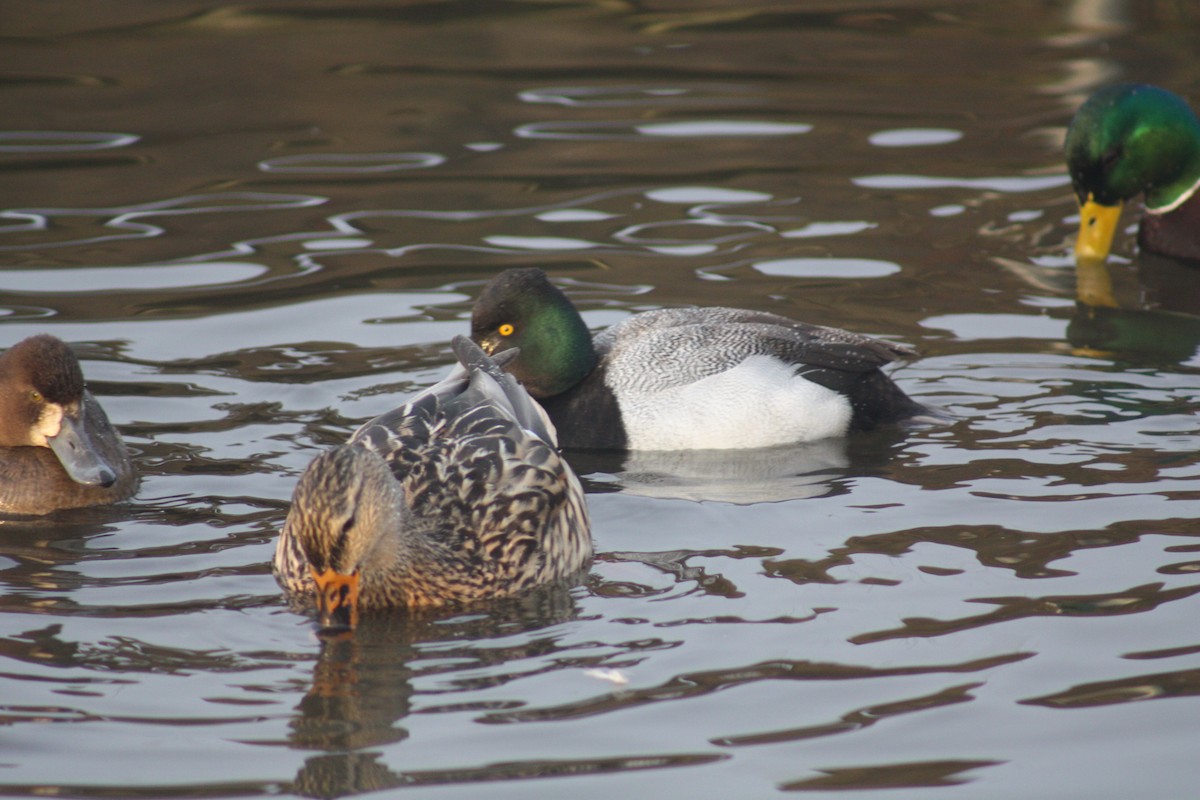 Lesser Scaup - ML88616131