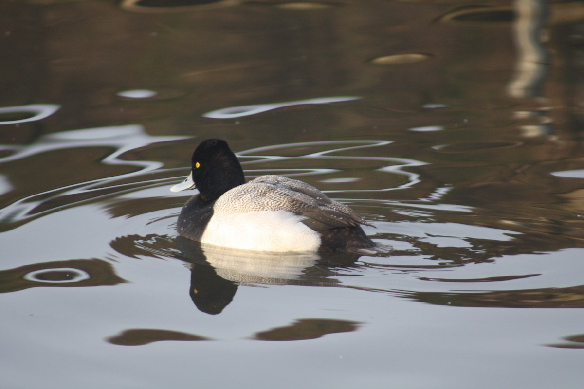 Lesser Scaup - ML88616181