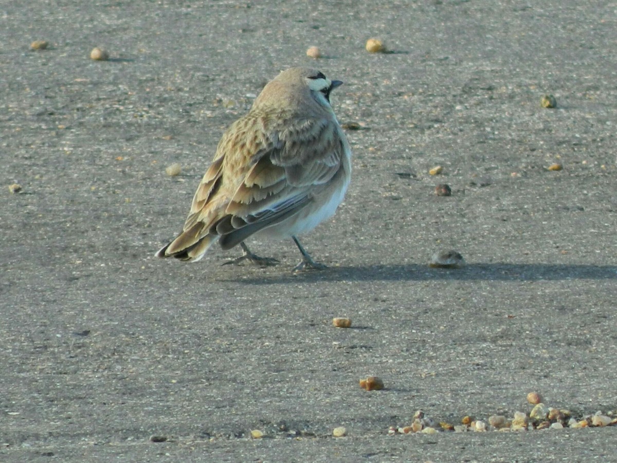 Horned Lark - ML88616521