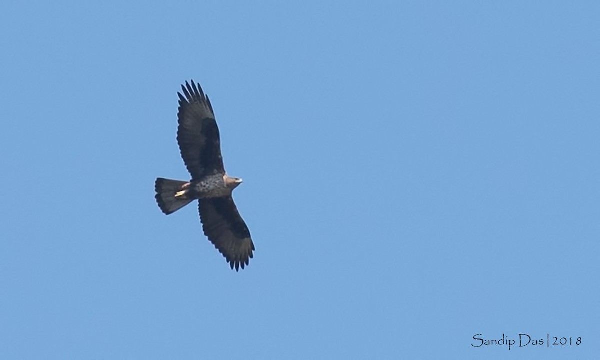 Aigle de Bonelli - ML88617191