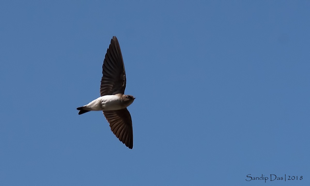 Hirondelle à gorge grise - ML88617391